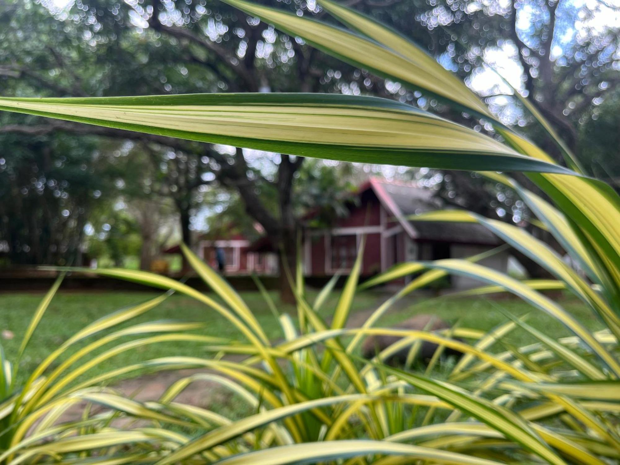 Royal Green Garden - Puttalam Exteriér fotografie